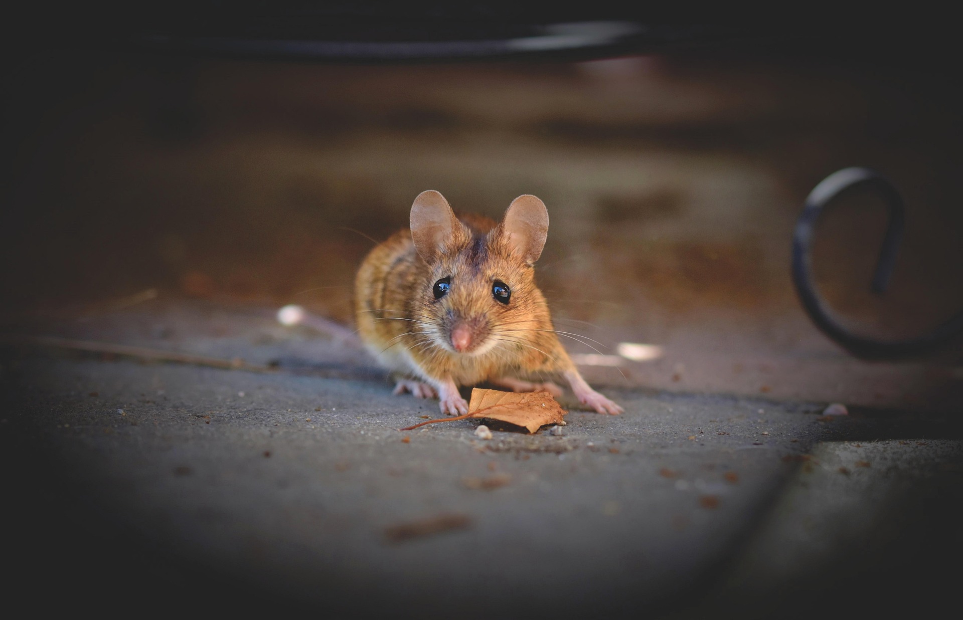 ralphs_fotos-house-mouse-5344690_1920